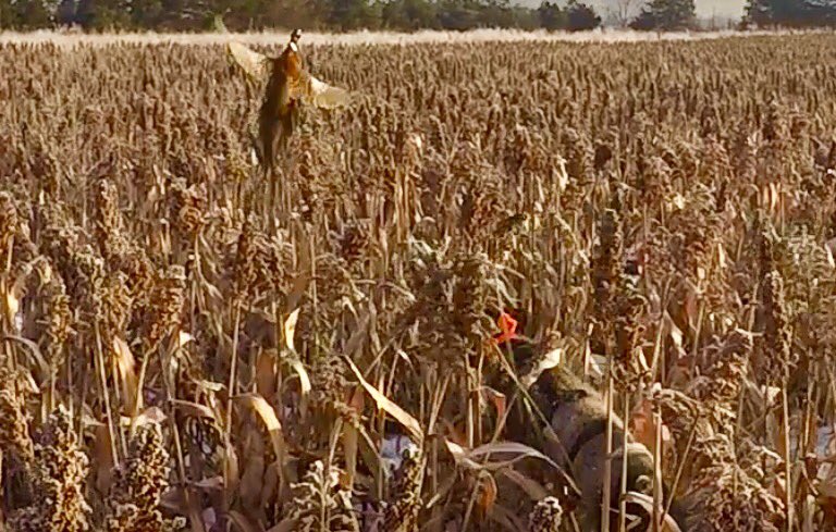huntwithfred's tweet photo. Hunt with Fred.  #huntwithfred #pheasant #upland-fun https://t.co/iUdRXCWTQZ