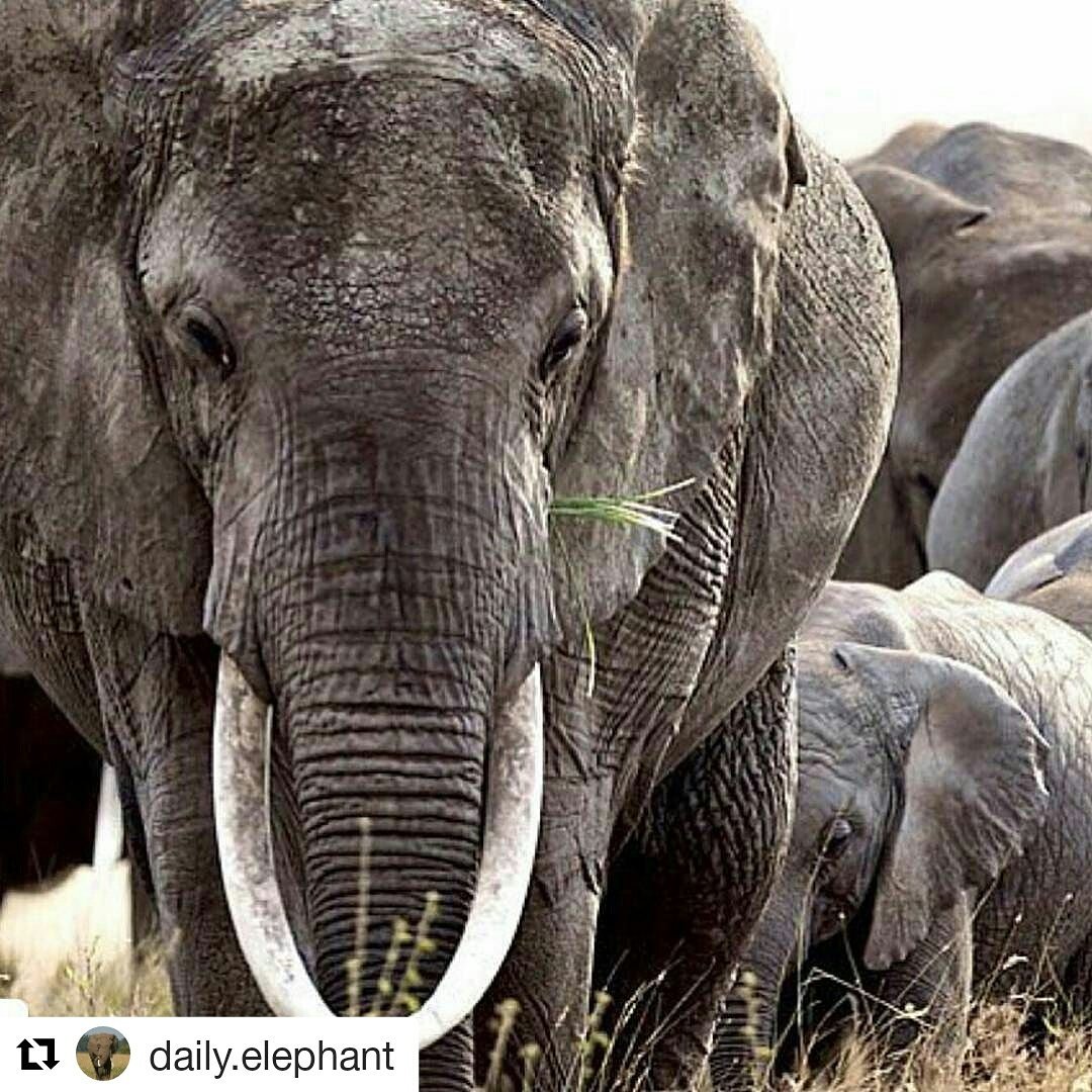 obinniegirl26's tweet photo. @JaredLeto once tweeted #IvoryIsForAssholes (doubt he remembers )  but I do.  I will NEVER understand why anyone  would kill an elephant 🐘 🐘 https://t.co/GfdpoU9KMk