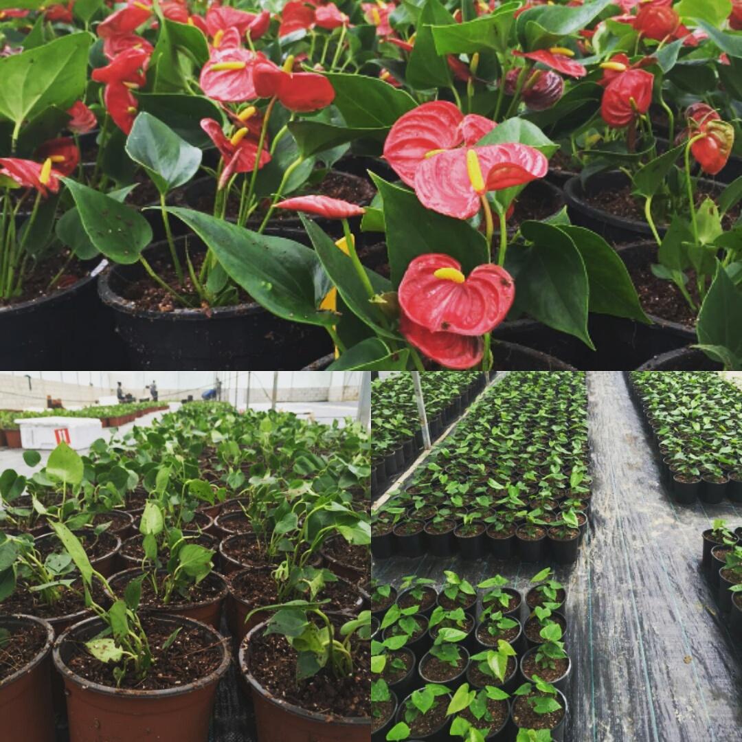 Nuestra primera importación de plantulas de anturio de @DummenOrange. Bienvenidos al mercado mexicano!