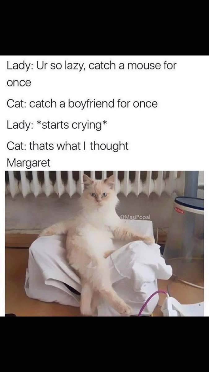 margie_reed's tweet photo. I don't know why the cat brought me into this. https://t.co/zFndXvPnKZ