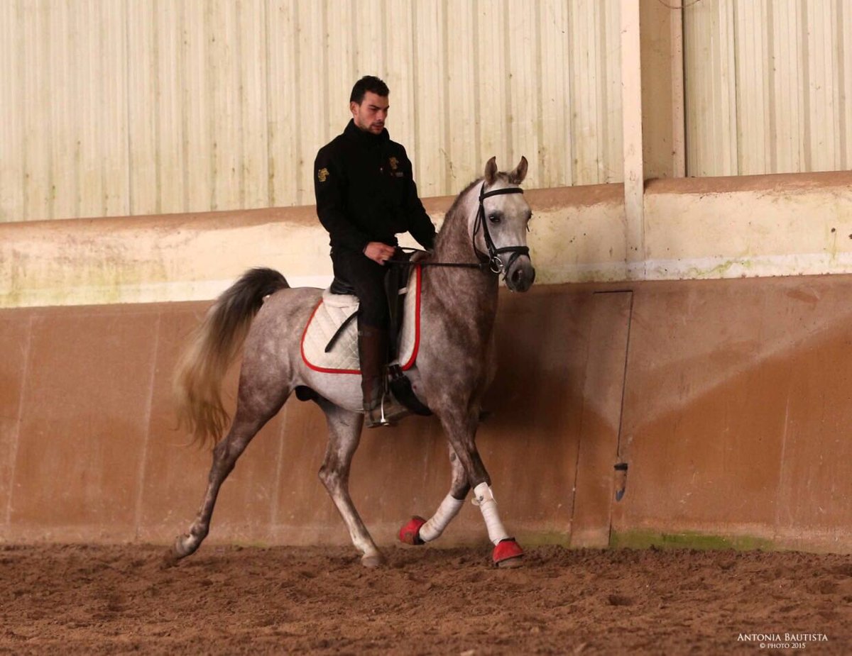 SS Bali 💖🦄 one of the first Arabian horses I bred myself all grown up &amp; under saddle now turning 5 in 2017 🙏 how time flies ✨