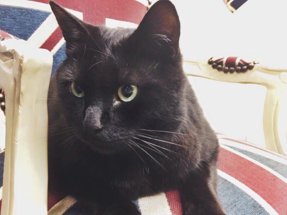 UWStudentGuide's tweet image. Your mum can't do your laundry if you go to university...So check out Harrow Halls' amenities! buff.ly/2hiZRW4 👕🐱📺🎱  #ExploreUW