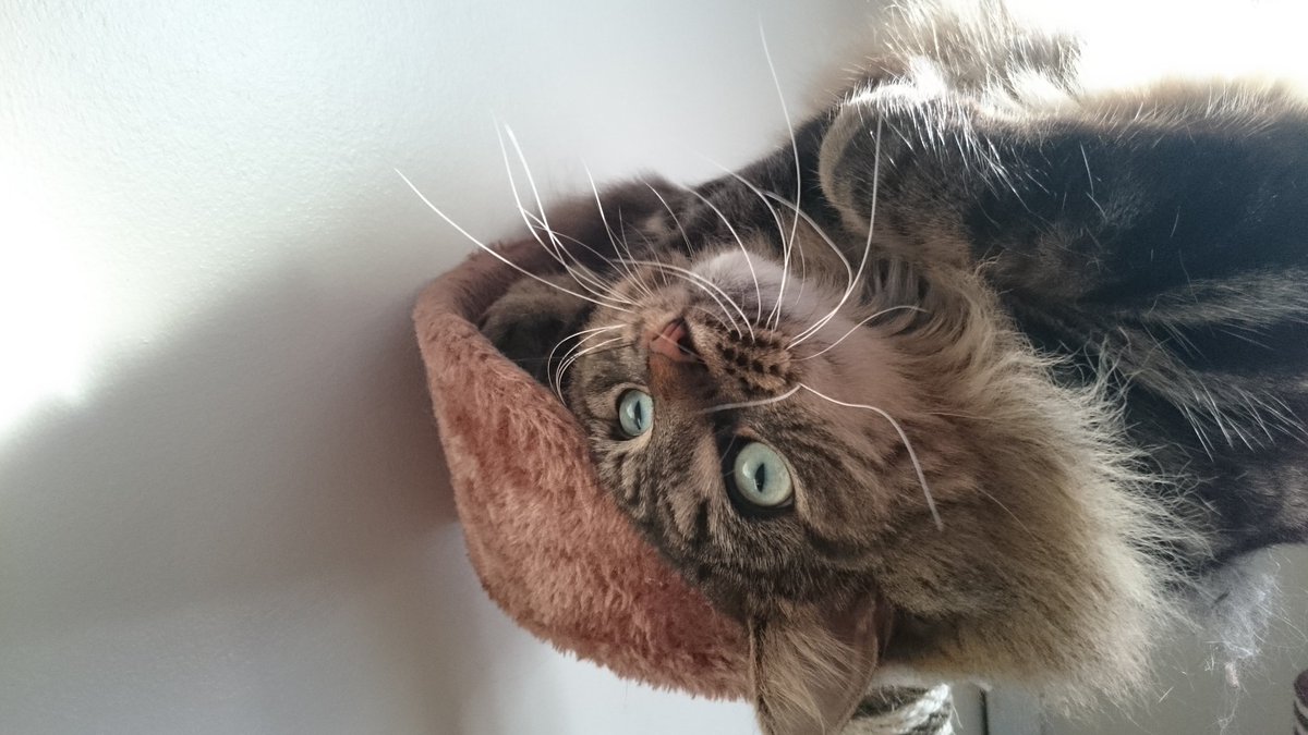 Upside down #whiskerswednesday pose today. I hope mum got my good side MOL @Holts05 <a href="/hugo4de/">Hugo Coolpaws</a> <a href="/fluffybasil/">Teddy, Pumpkin Pie & Magic</a> <a href="/Angeladilanzo/">Mia Panfur 😺</a> <a href="/PatchesSeesAll/">Patches and Mum - sending love ♡</a> 😻❤