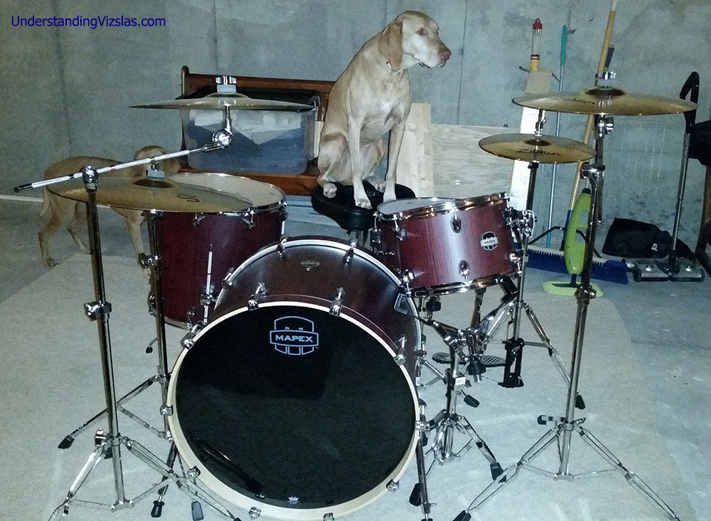 VizslaFun's tweet photo. Wordless Wednesday: Daisy Rocks! :-) https://t.co/5tOPmqdUa9 https://t.co/b05g697sd4