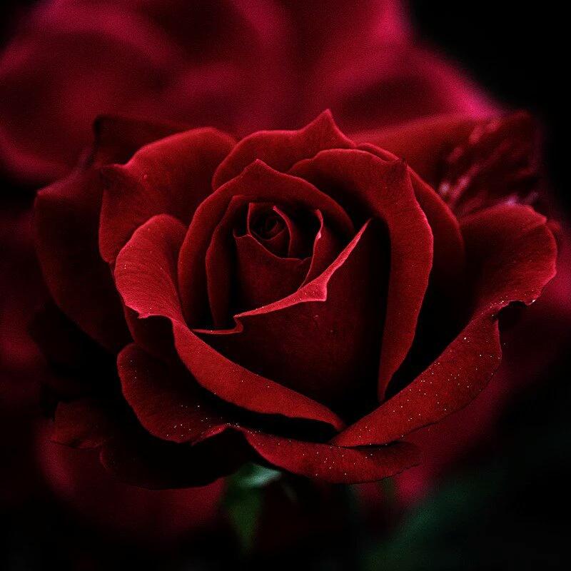 AlhuInoor's tweet photo. The Stillness , The Calmness , The Fulfillment, When you feel Love and Experience The Ecstacy of Unity. https://t.co/DJZiYsrEn1