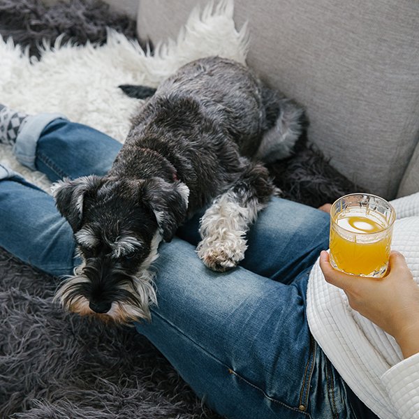 LondonTeaClub's tweet photo. A glass of our Smokey Apple Cider with Lapsang Souchong tea, and Charlie <3 https://t.co/91x3bjf7U9