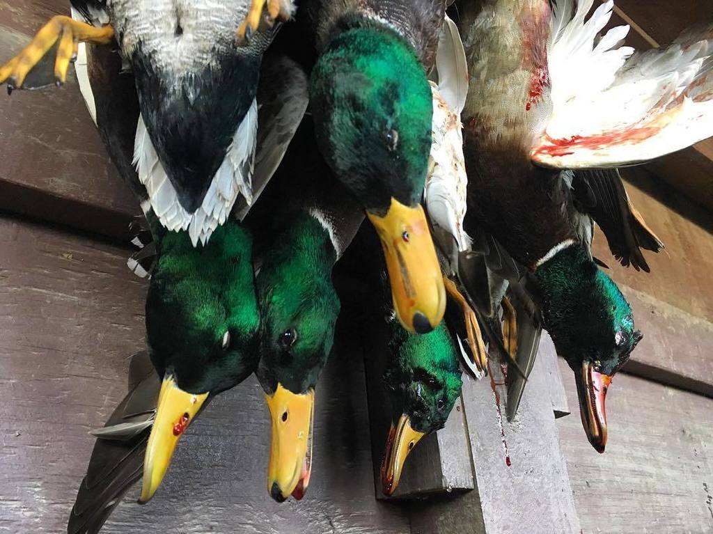 TonyVandemore's tweet photo. We're decking the halls today at #HabitatFlats!!! 🎄 
#Duck16 #Benelli #UAHunt #UAFowl https://t.co/ltvmribUEr https://t.co/BlwdYmxMLn