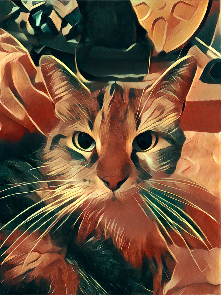 Wich one is the best? #CrazyCatLady #CatOfTwitter #cat