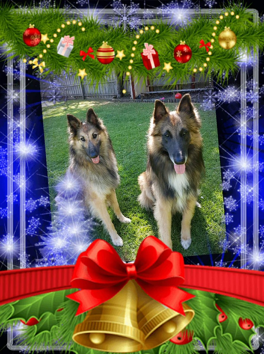 TrufyH's tweet photo. Please leave presents santa we have been super good.#BelgianShepherds.#BeautifulDogs.#somuchfun https://t.co/ujg5jWFySs