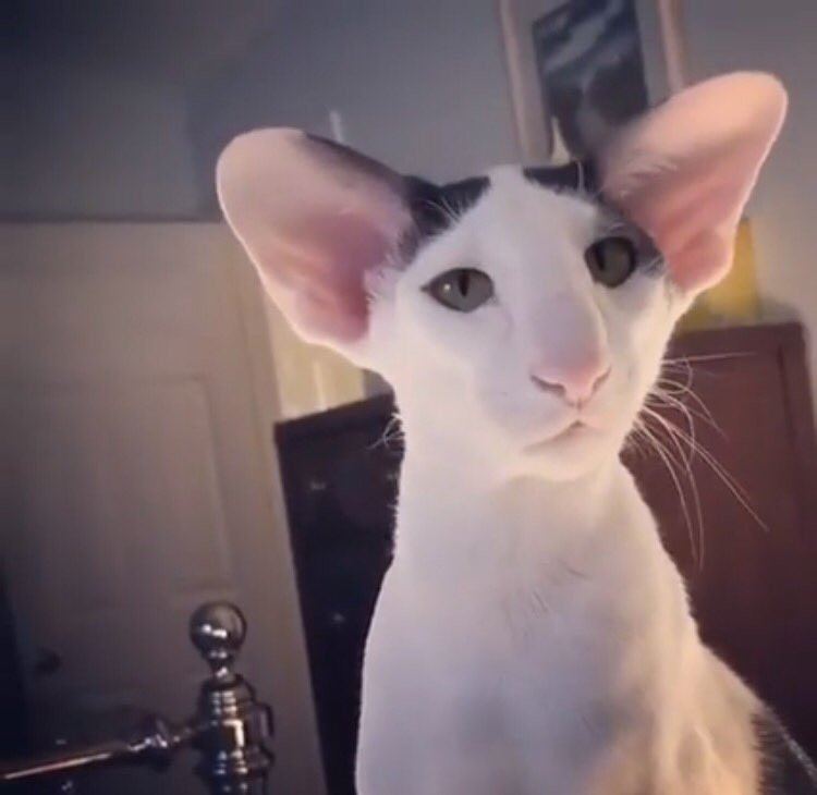 BuzzBadd's tweet image. Mdr j ai trouvé le jumeau de @VivianSecret8 😂