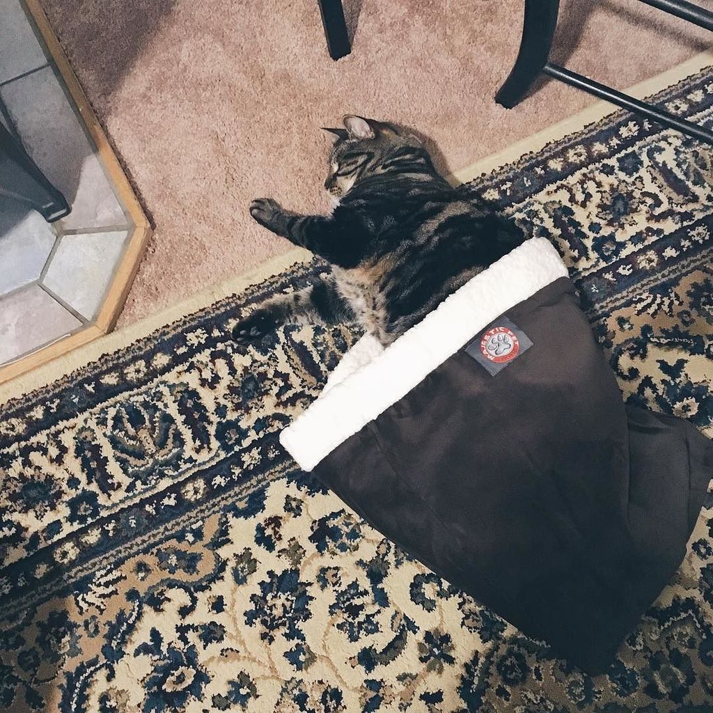pineapplethecat's tweet photo. https://t.co/Ey8aIjLK8K