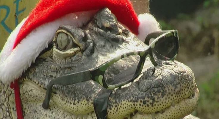 Florida woman gets to keep pet alligator bit.ly/2hUsHwZ https://t.co/weeZ2ecFQs