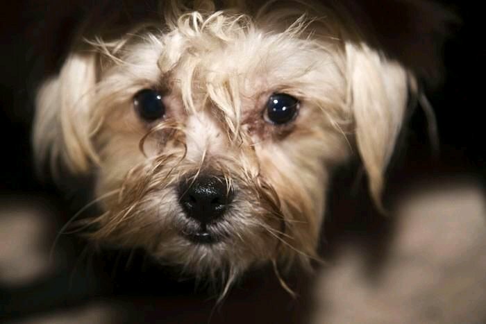 Protect_Wldlife's tweet photo. An excellent expose of the puppy trade on @BBCWatchdog - Remember, when getting a puppy, ask #WheresMum &amp; #AdoptDontShop!  @BBCNaga https://t.co/UX2m8ThTXj
