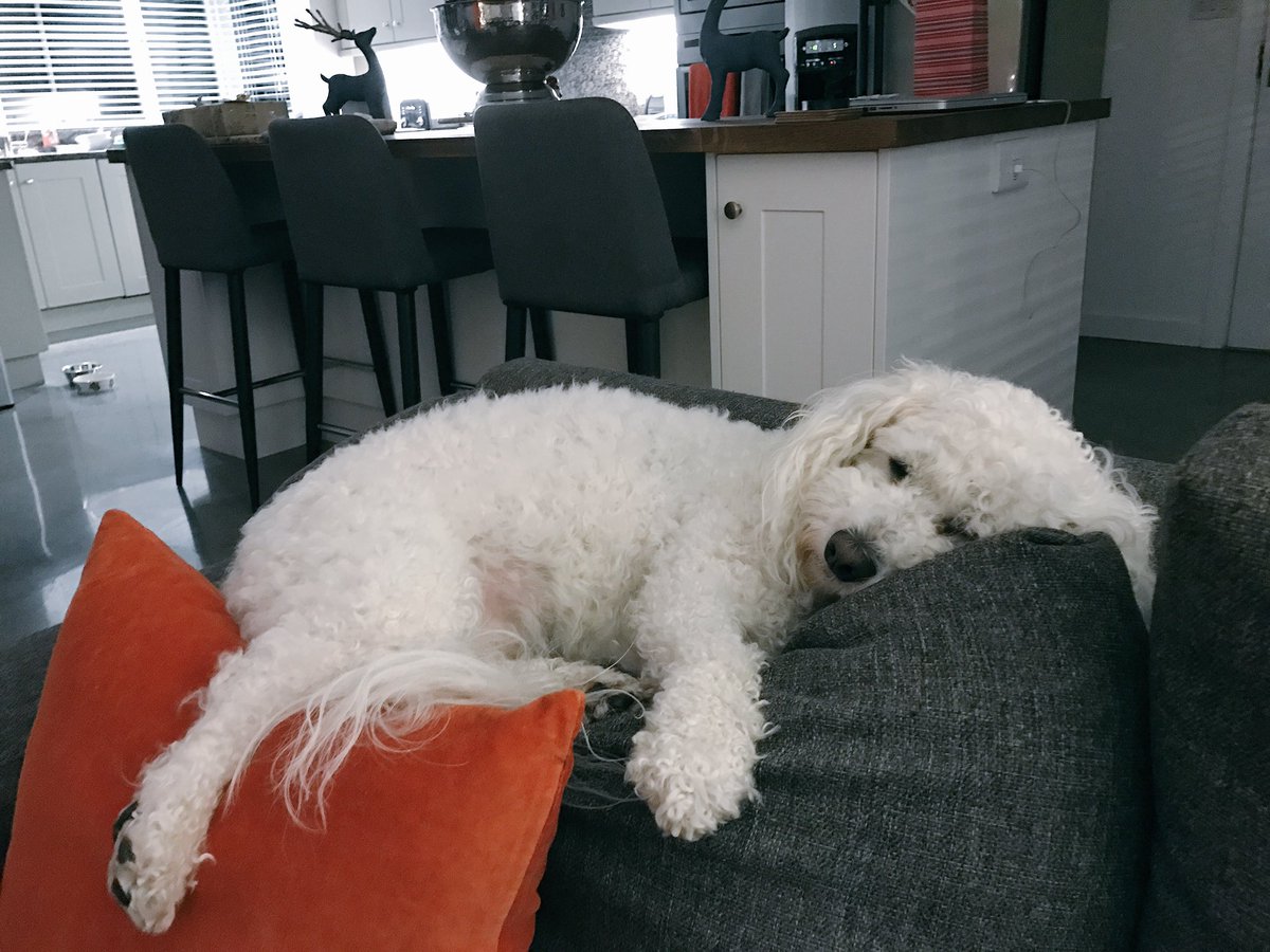 lloydyefc10's tweet photo. Eddies looking pretty comfy right now #DogsLife #SleepsAnywhere https://t.co/IGQXUvwdDE