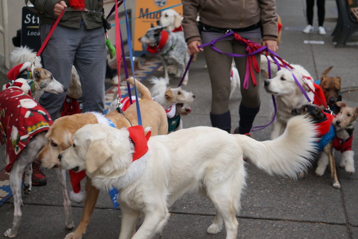 SeattleMaven's tweet image. I picked the best day ever to walk up to Capitol Hill! #dogsformiles #pupparade