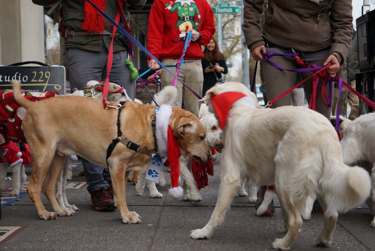 SeattleMaven's tweet image. I picked the best day ever to walk up to Capitol Hill! #dogsformiles #pupparade