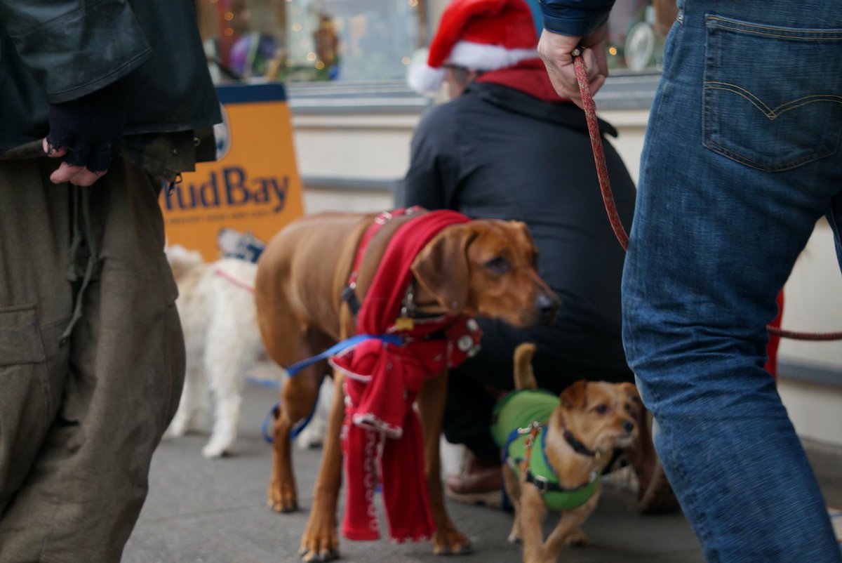 SeattleMaven's tweet image. I picked the best day ever to walk up to Capitol Hill! #dogsformiles #pupparade