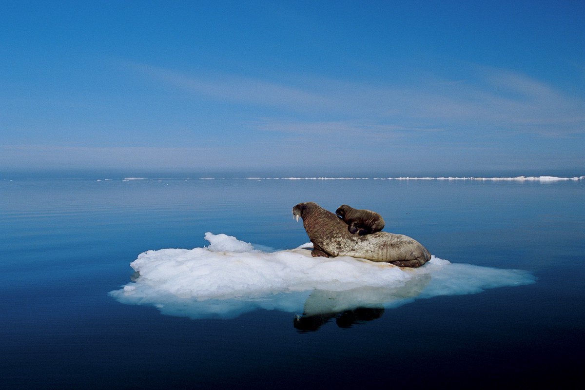 ObamaWhiteHouse's tweet photo. "Animals are struggling...Water levels are gradually immersing cities." —Paul Nicklen on the need to #ActOnClimate: https://t.co/s5UdHdZcD5 https://t.co/SCijVdJrBS