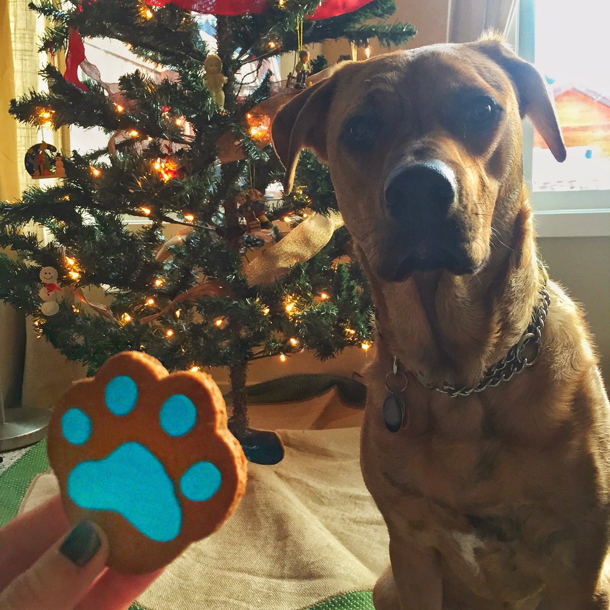 Don't forget the most important ones on your list! Come in for tasty treats, or make your own curtesy or @dinnerwithjulie! 🐶🎉 #puppy #banff