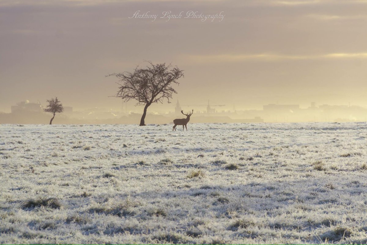 Dublin city in the distance yesterday morning as seen from the Phoenix park.
 
Credit: Anthony Lynch photography.
