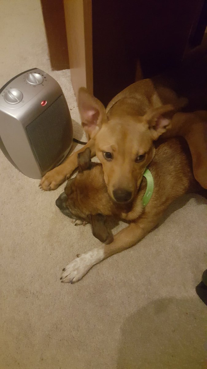 MadEatSa's tweet photo. They love my space heater #cold #puppies https://t.co/1Ou7IylotR
