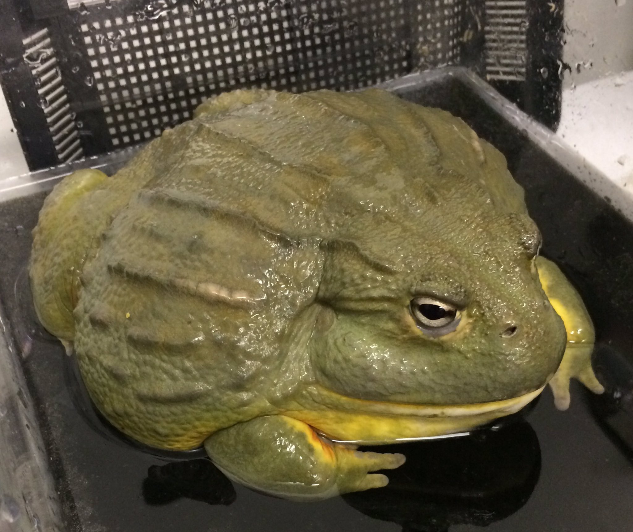 X-এ 株式会社生物堂: 