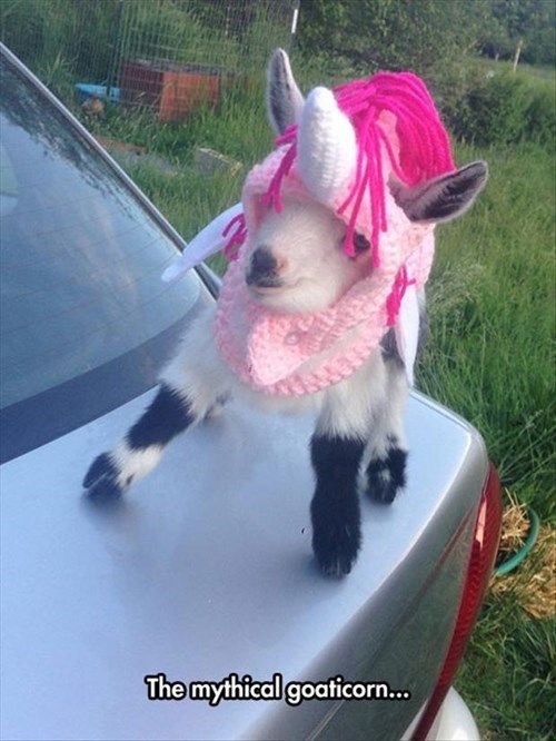 CGirl909's tweet photo. @dustinpari Check out this goat #Goaticorn 🦄🐐 https://t.co/xrsO8ZKV7C