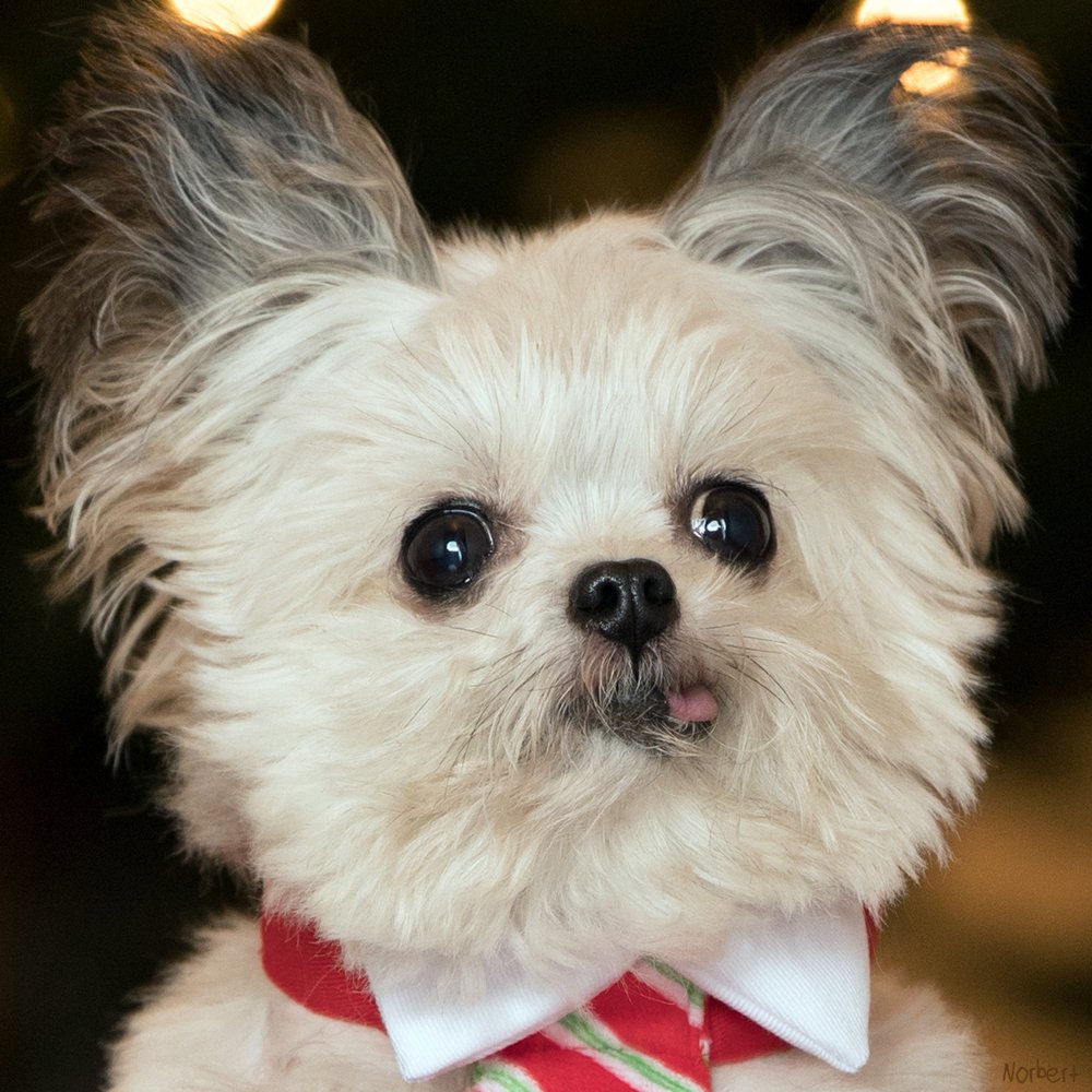 NorbertDog's tweet photo. listening for Rudolph https://t.co/V00e9pysLb