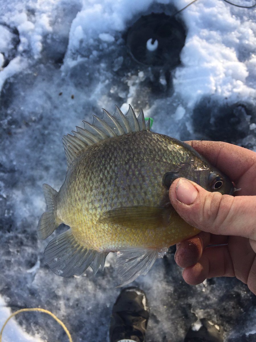 FamilyObsession's tweet photo. Found some fish today just need bigger ones! https://t.co/dY1JCltelQ
