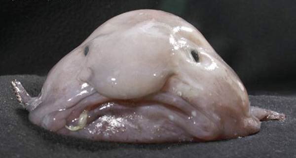 🤔🤔🤔who else looks like this blob fish when they accidentally open the front camera? 😵😵