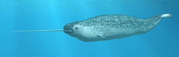 🔥🔥Narwhals are LIT! Idc what u say! They'll hope that u find your dad and they're polite about it! Plus they're basically sea-unicorns!! 🦄 🔥