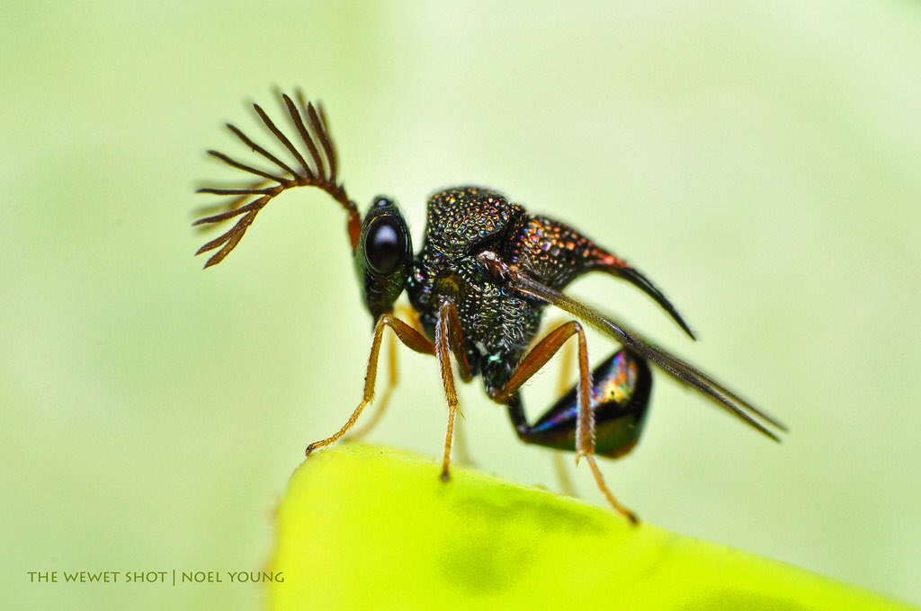 Yo!! This is a Eucharitid wasp that's getting into the holiday spirit! It's antennas look like antlers! Trynna be Rudolph or something! 🐝🎅🏼