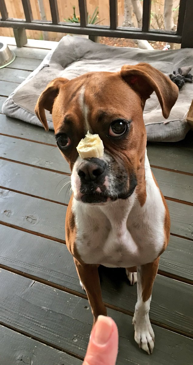 dreneehawkins's tweet photo. Sára 💭 mmmm banana 🍌 for me mom! YAY #learncontrol #ilovemyboxer #boxermom @dogcelebration @BoxerDogUnion @BoxerBond @BoxersNation https://t.co/Rf5IF2OkVY
