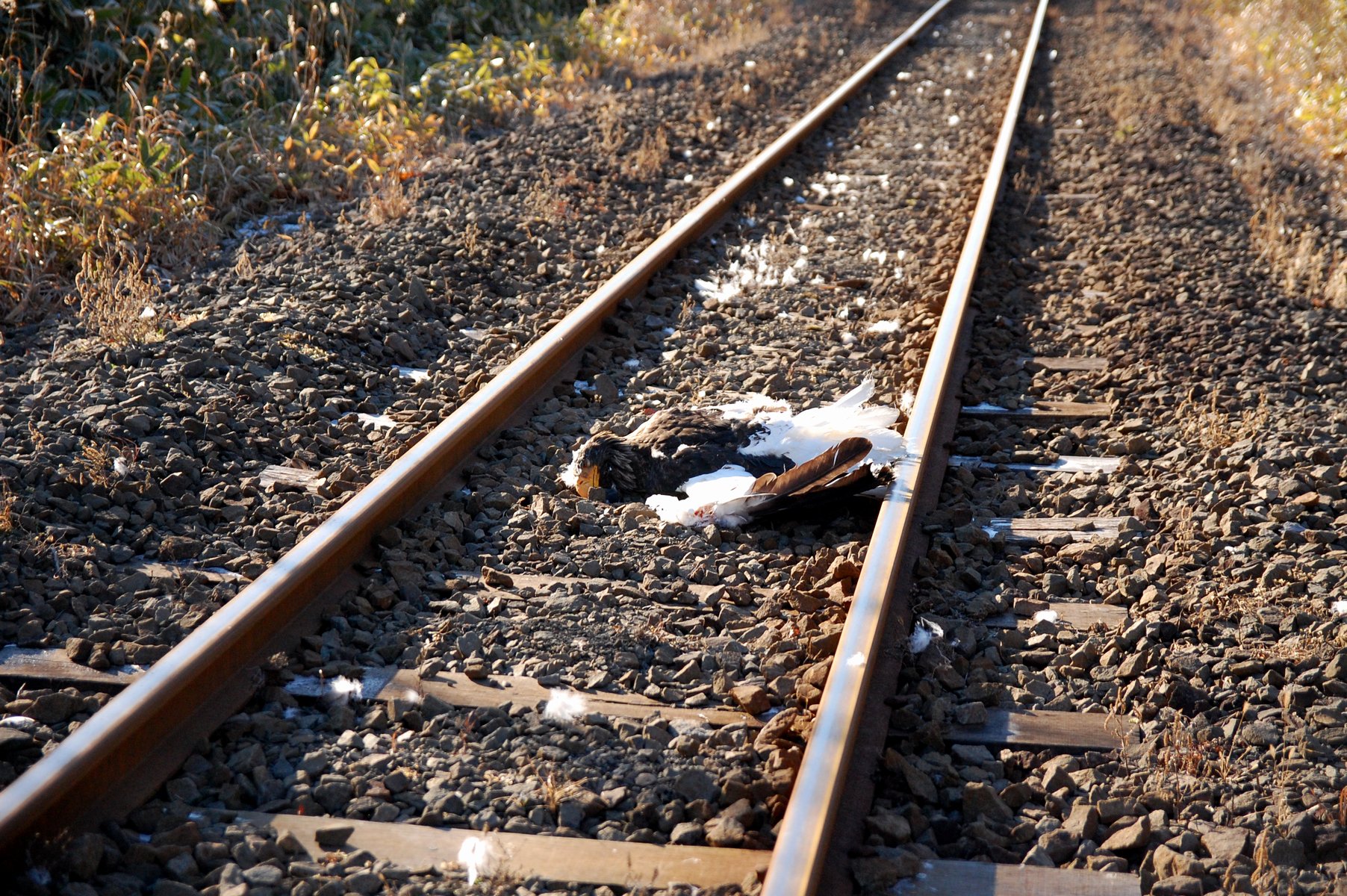 事故　死体 