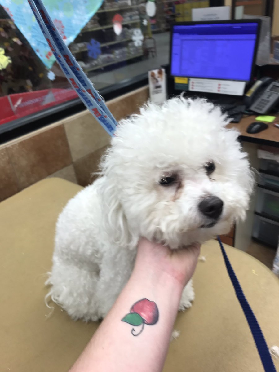 AlemanyTiffany's tweet photo. Matted pup to fluffy and fabulous thanks to CHI! #CHIfordogs #inspiredbypets #DATsStandOut2016 https://t.co/8nhZBSaP1M
