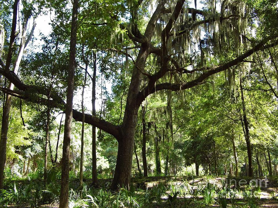 BottleTreeBob's tweet photo. Grotto Forest by D Hackett
https://t.co/QR8pVp5dr1 https://t.co/n5eiAbUCNa