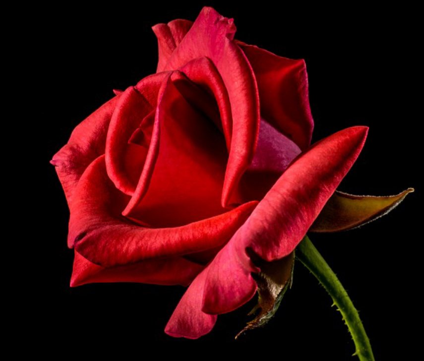 道は手ずから夢の花 Twitter