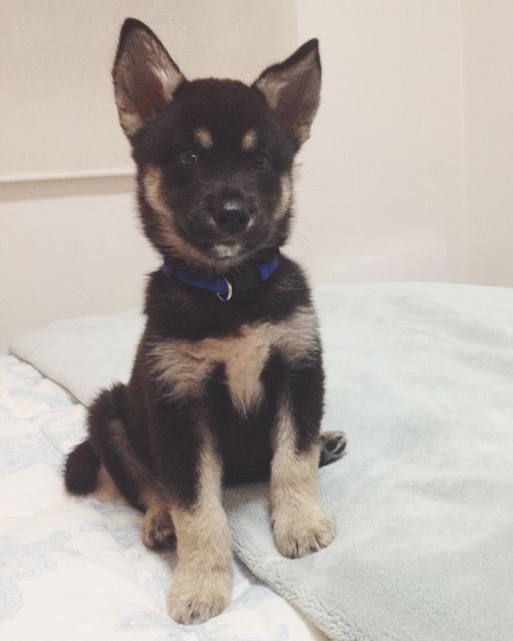 Appa got my brother a puppy