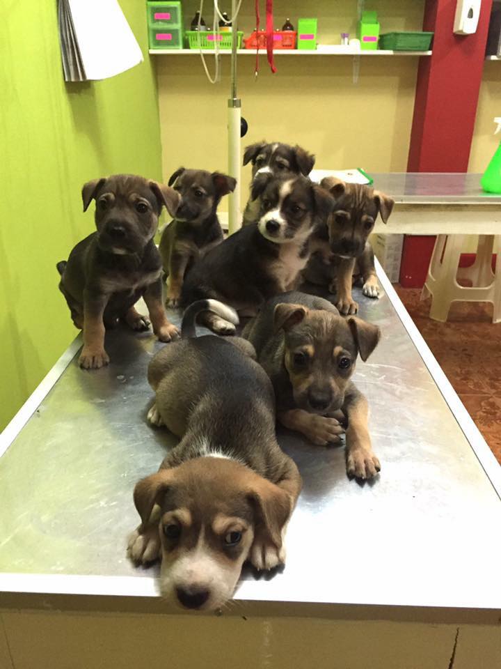 So many abandoned pups saved by <a href="/AmazonCARES/">Amazon CARES Charity</a>. Dec. donations matched. mo.nu/4cvX?uid=4mbC Please help w just $10