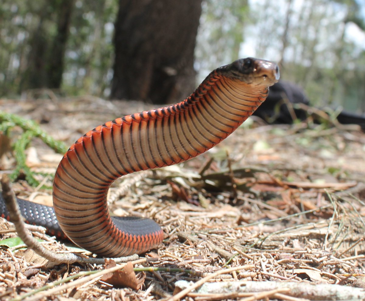 SnakeOutBris's tweet photo. Gorgeous red-bellied blacksnake :) #Brisbane #snake #wildlife #nature #reptiles #pseudechis #cutie https://t.co/T7EjqB7giZ