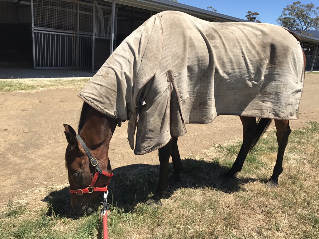 What a extraordinary horse to ride she is! Done it again, now enjoys her time