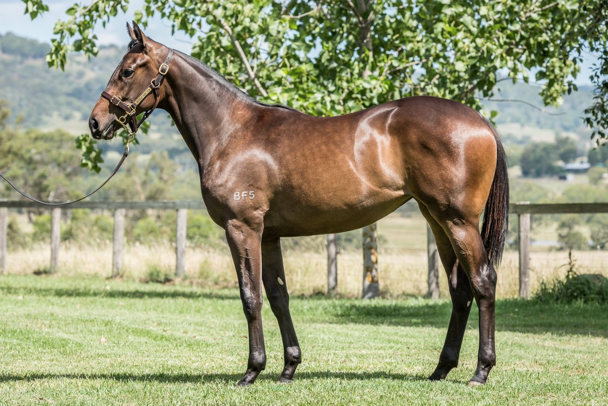 Berkeley Park Stud tweet media