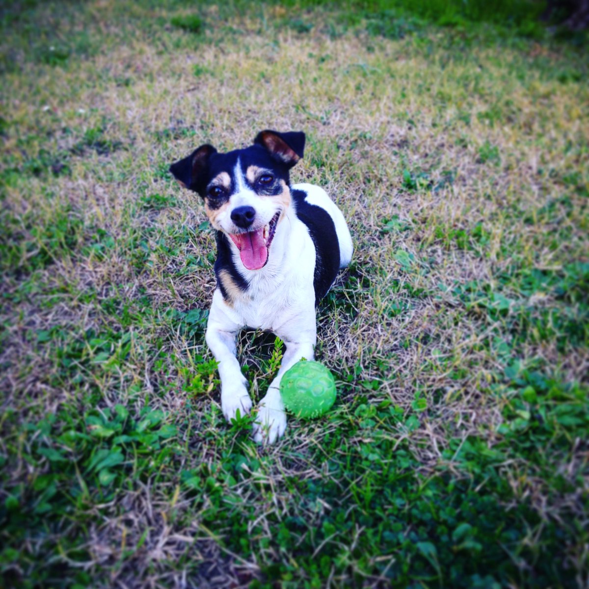 farfalla46's tweet photo. Trilly e la pallina! Inseparabili #jackrussell https://t.co/JvnM1yilHi