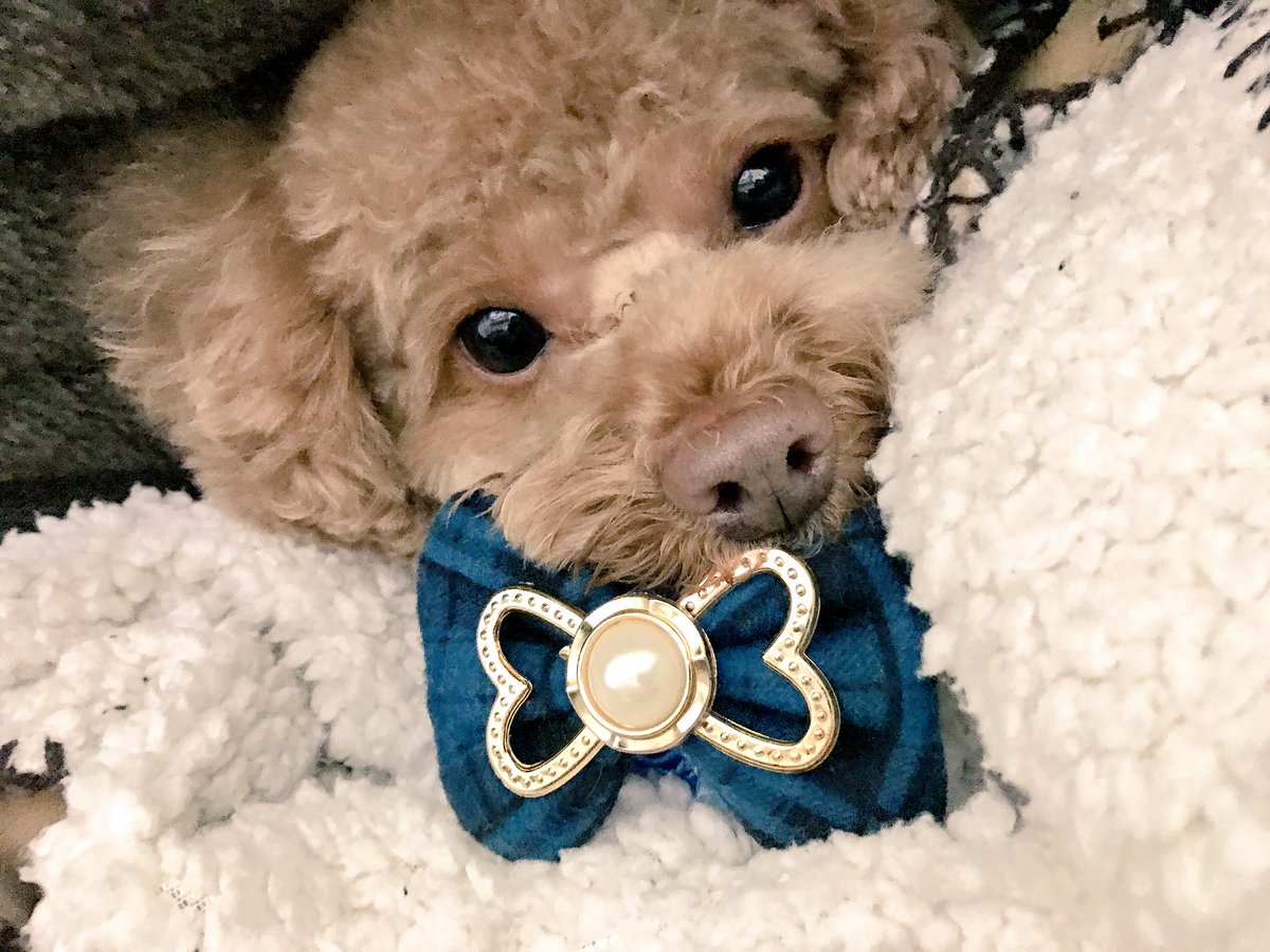 トイプードル モカ Sur Twitter 昨日 今年最後のトリミング行ってきました モカくんは冬でもサマーカットです 笑 Toypoodle Dog トイプードル 犬 モカ