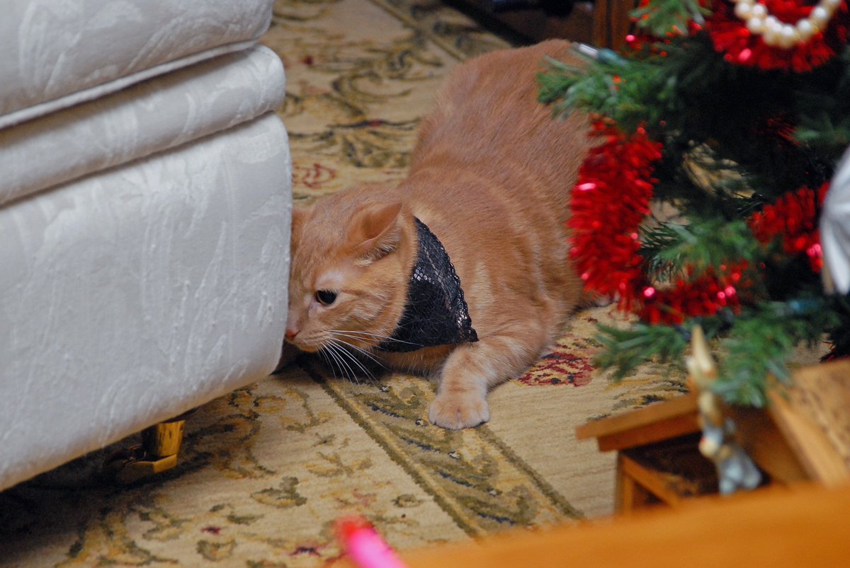 Riley_von_Pelt's tweet image. There&apos;s a nativity scene under our #Christmas tree. Where did that other wise man go??