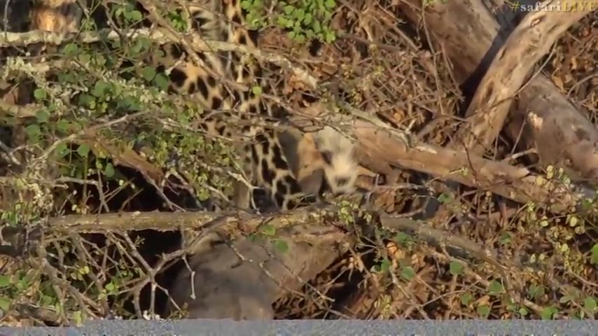 Jaybabies328's tweet photo. Perfect camouflage #safarilive https://t.co/D00oDsYF7M