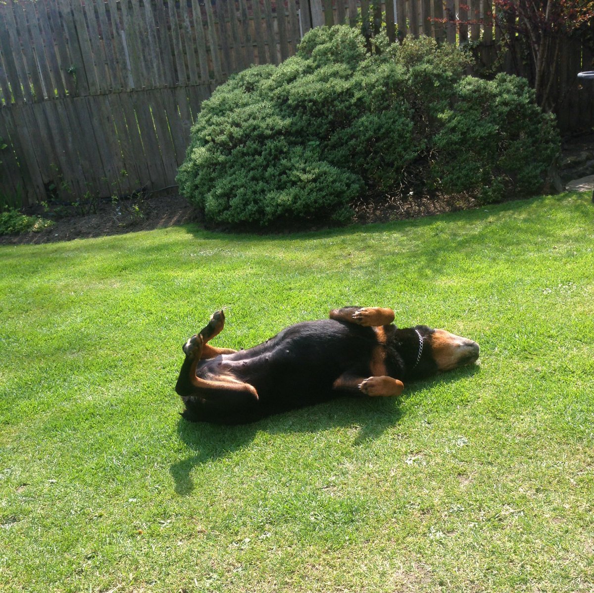 huscro's tweet image. Well couple hours ago me n my partner had to say goodbye to are lovely kind gentle little girl x rip Jessie 💜💜💜