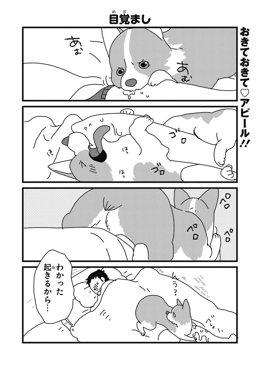 ジーンピクシブ公式アカウント ジーンピクシブ本日更新 あしょんでよッ うちの犬ログ 26 目覚まし T Co 3ep1zgtjmz あしょんでよッも特別に26話を掲載ナノ 寒くて最近起きるのが大変ナノ お寝坊なとーたんを起こすわんこのアピール ジーンピクシブ公式アカウント ジーンピクシブ本日更新 あしょんでよッ うちの犬ログ 26 目覚まし T Co 3ep1zgtjmz あしょんでよッも特別に26話を掲載ナノ 寒くて最近起きるのが大変ナノ お寝坊なとーたんを起こすわんこのアピール