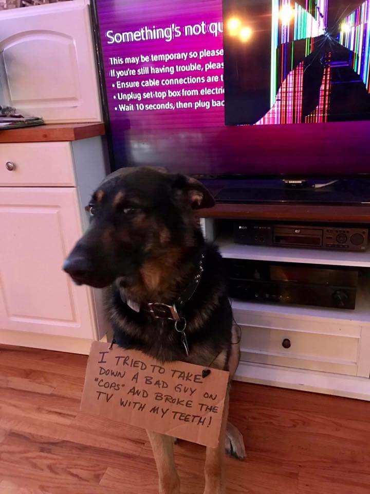 NationalSheriff's tweet image. #wednesdaywisdom - don't let your #k9 watch @CopsTV.