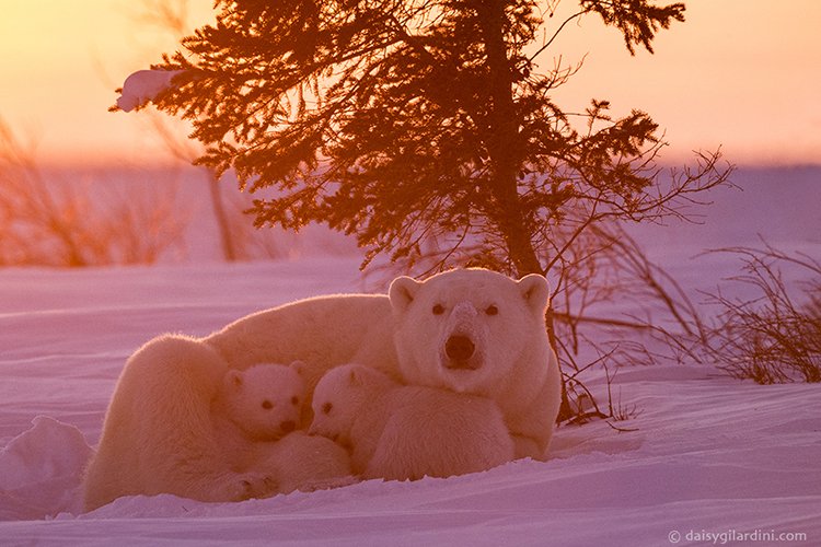 ExploreCanada's tweet photo. Stunning! RT @daisygilardini: Polar Bear mother with cubs at sunset Wapusk National Park - Manitoba - Canada  https://t.co/odKDNr7E2x